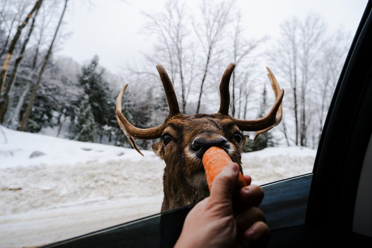 Does Hitting A Deer Raise Your Insurance Progressive What To Do If You Hit A Deer: Car Insurance 101 - KBD Insurance